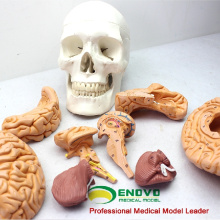 SKULL01 (12326) Medical Science Brain Removable Humans Skull Anatomical Education Models